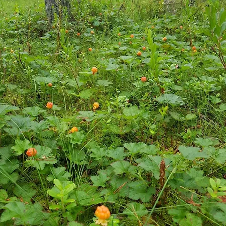 Wanha Kunnantalo Apartment Pudasjarvi