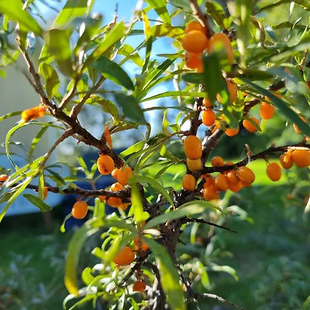 Wanha Kunnantalo Apartment