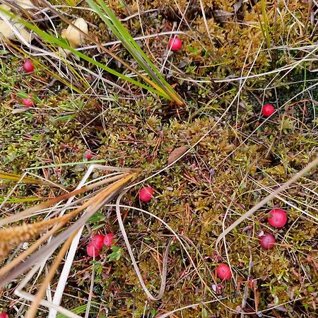 Wanha Kunnantalo Pudasjarvi