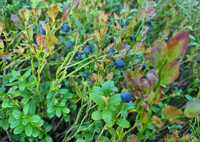 Wanha Kunnantalo Appartement *